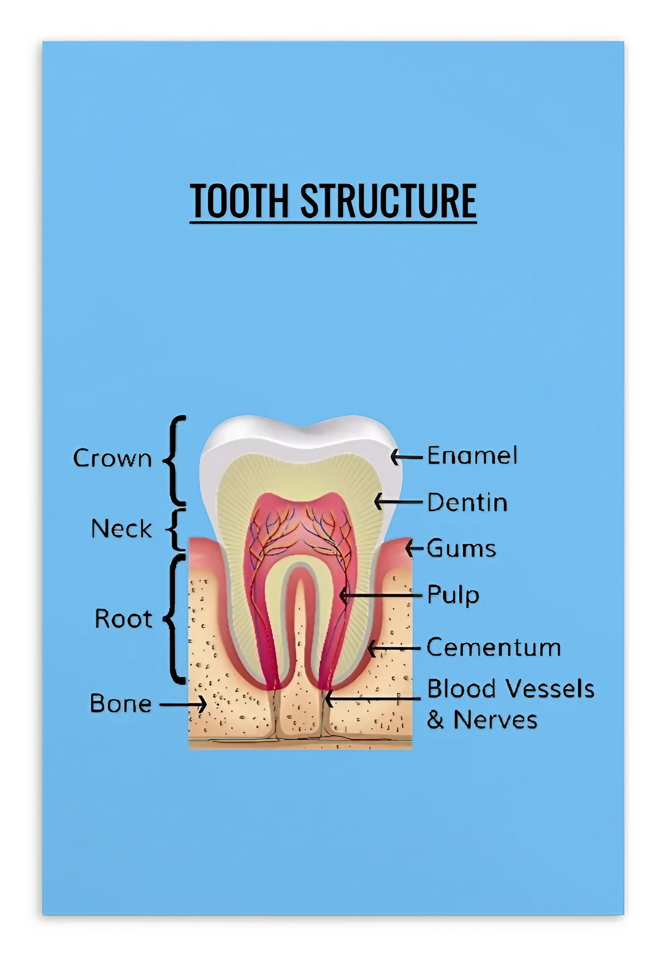 Oral Hygiene Cards- Tooth Structure