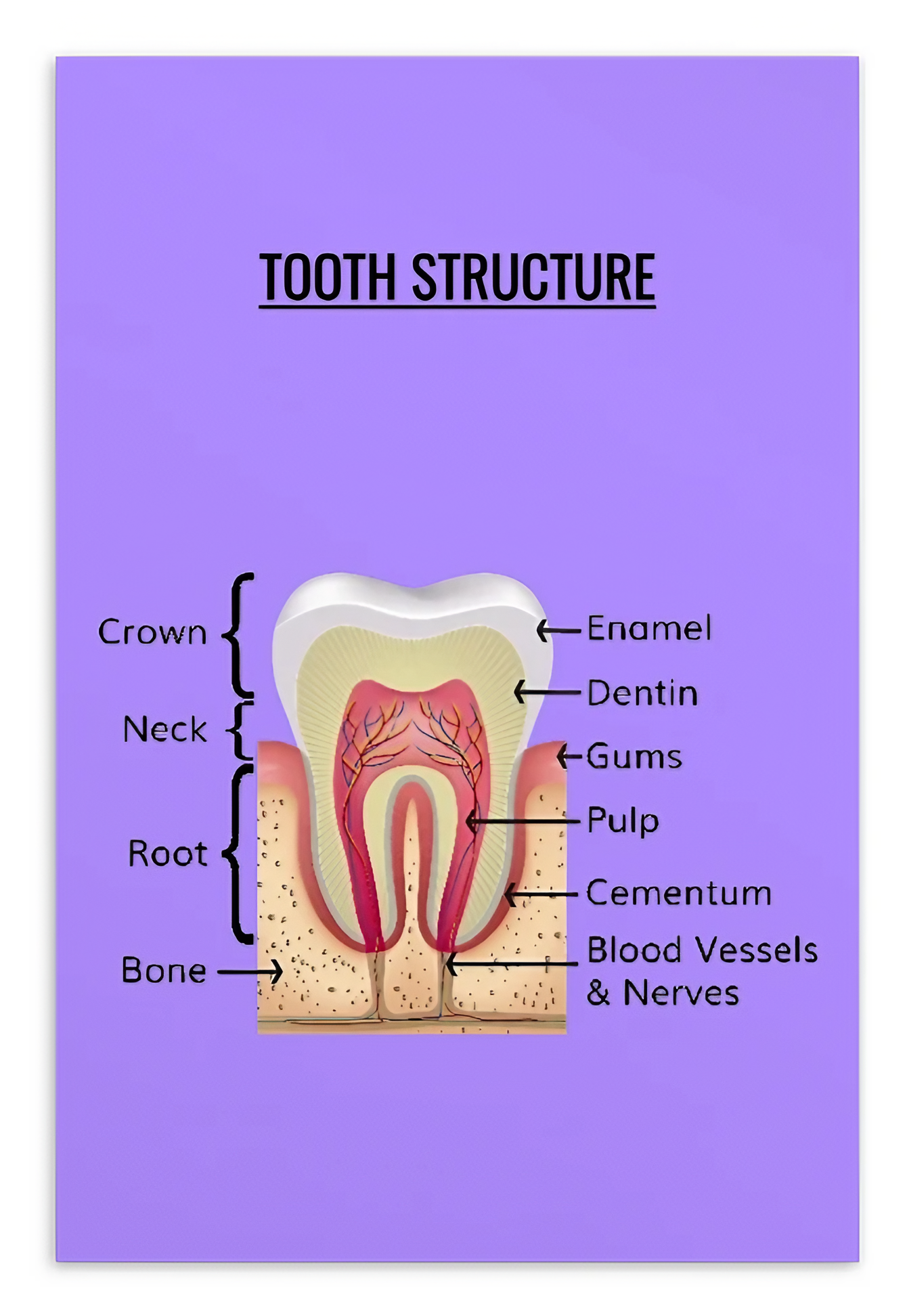 Oral Hygiene Cards- Tooth Structure