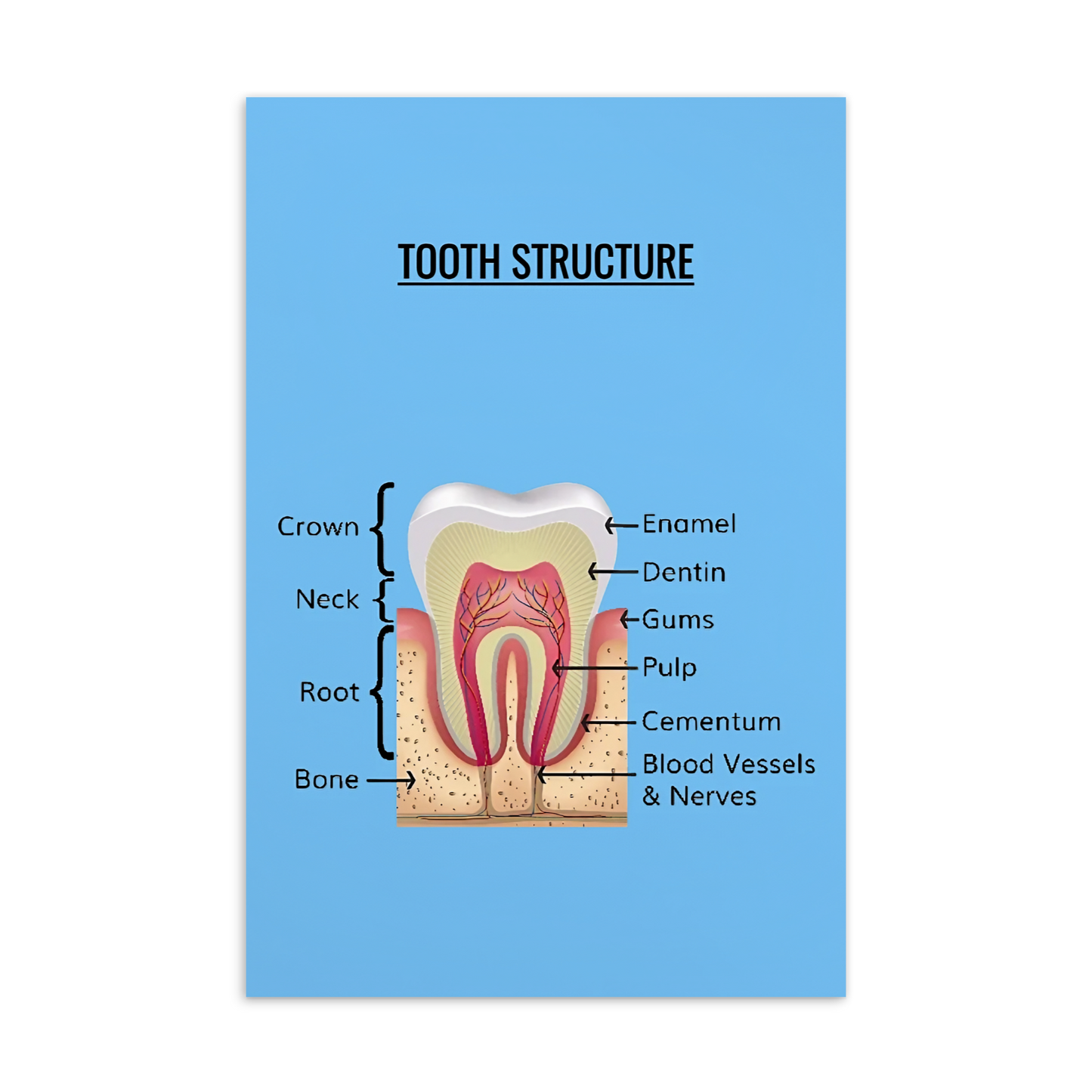 Oral Hygiene Cards- Tooth Structure