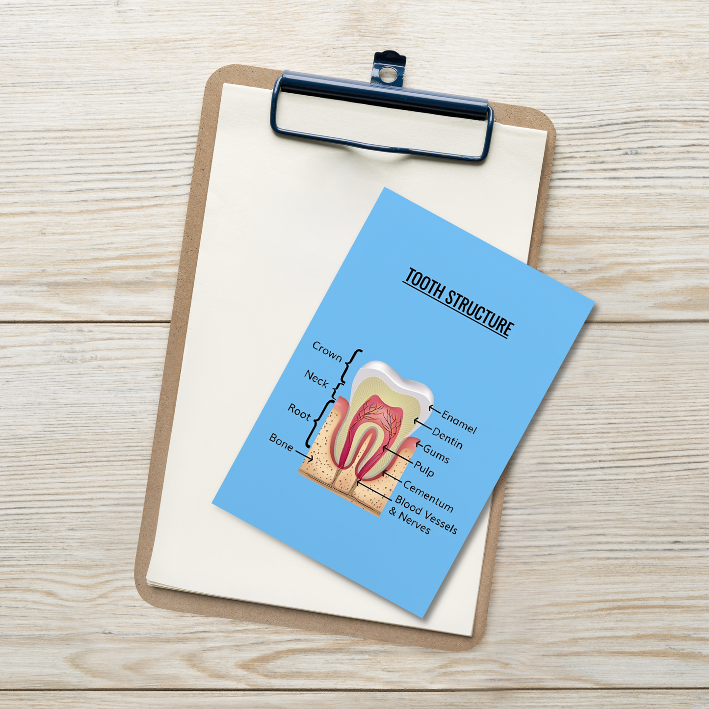 Oral Hygiene Cards- Tooth Structure