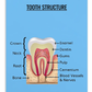 Oral Hygiene Cards- Tooth Structure