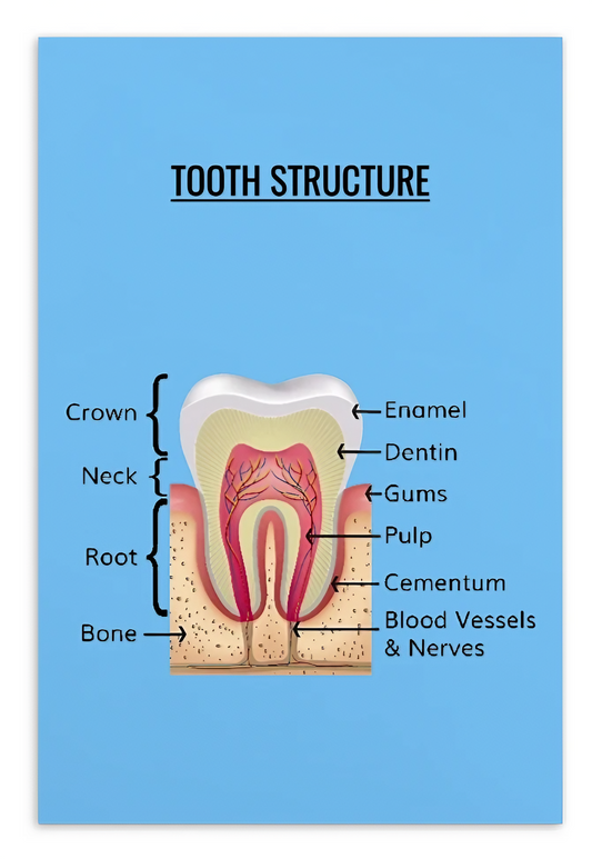 Oral Hygiene Cards- Tooth Structure