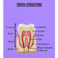 Oral Hygiene Cards- Tooth Structure
