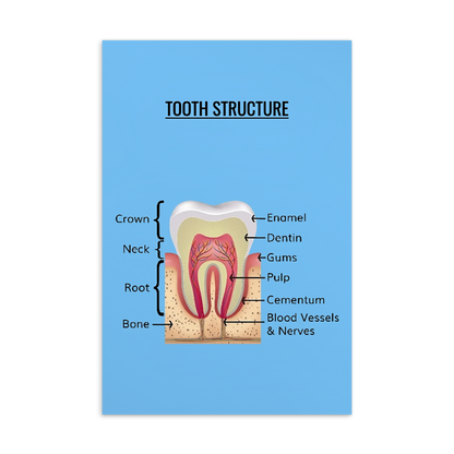Oral Hygiene Cards- Tooth Structure