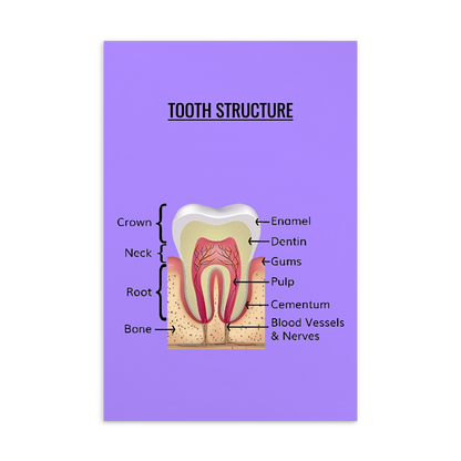 Oral Hygiene Cards- Tooth Structure